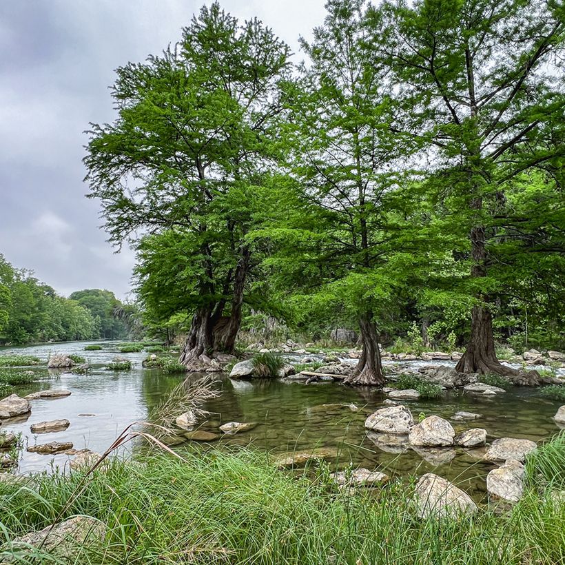 Taxodium distichum (Samen) - Sumpfzypresse (Hafen)