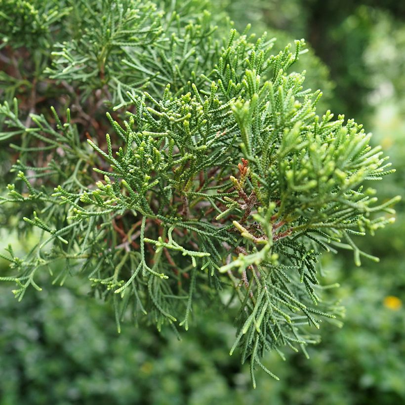 Cupressus sempervirens (Samen) - Echte-Zypresse (Foliage)