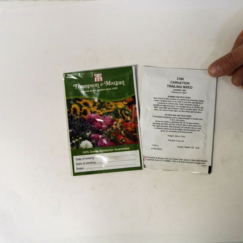 Example of Garten-Nelke Trailing Carnations Mixed (Samen) - Dianthus caryophyllus per pack of 100 seeds as you get