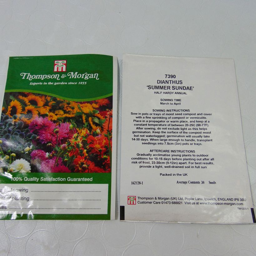 Example of Dianthus barbatus Summer Sundae (Samen) - Bartnelke per pack of 30 seeds as you get
