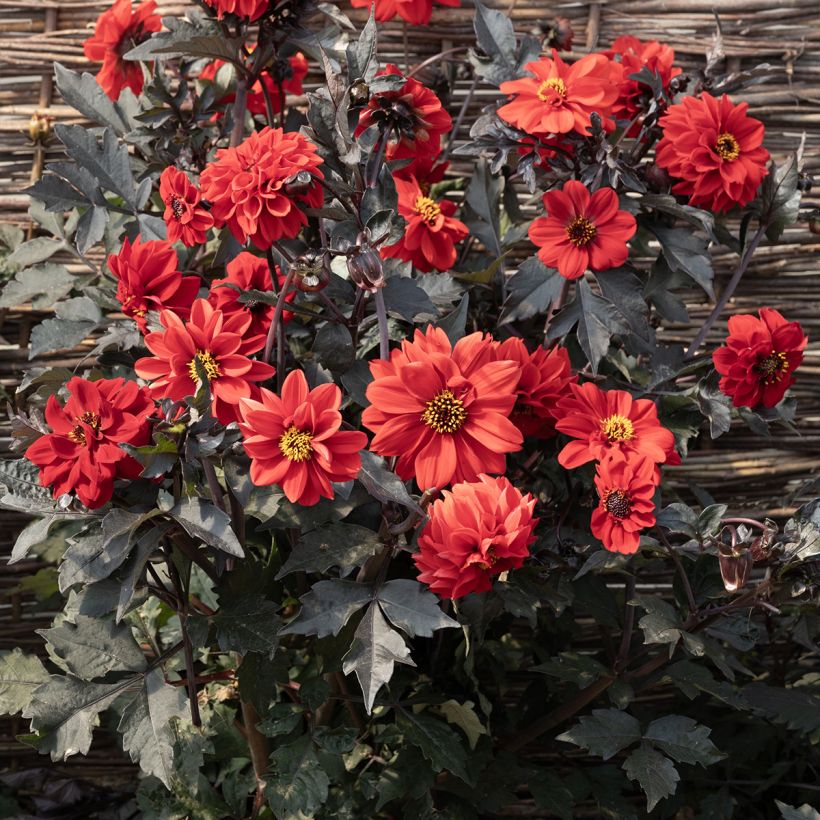 Dahlia Black Forest Ruby (Samen) - Zwerg Dahlie (Flowering)