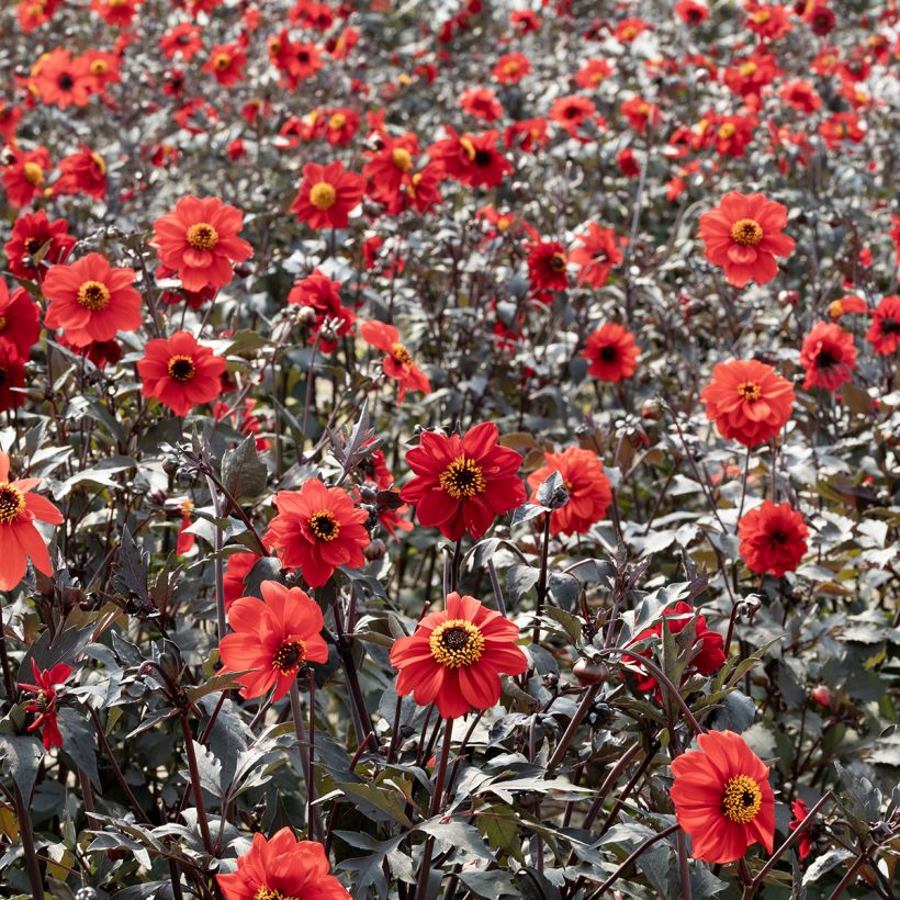 Dahlia Black Forest Ruby (Samen) - Zwerg Dahlie (Plant habit)