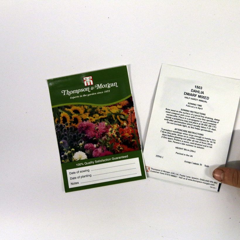 Example of Dahliensamen Dwarf Mixed (Samen) per pack of 50 seeds (0,5g) as you get