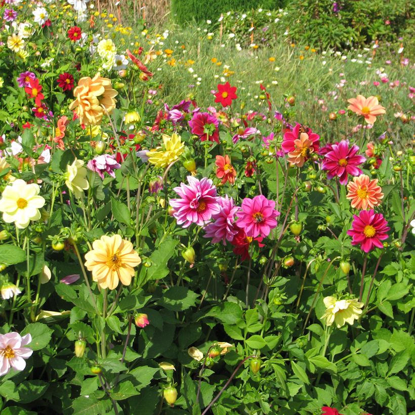 Zwerg-Dahlie Unwin Ideal Mix (Samen) (Plant habit)