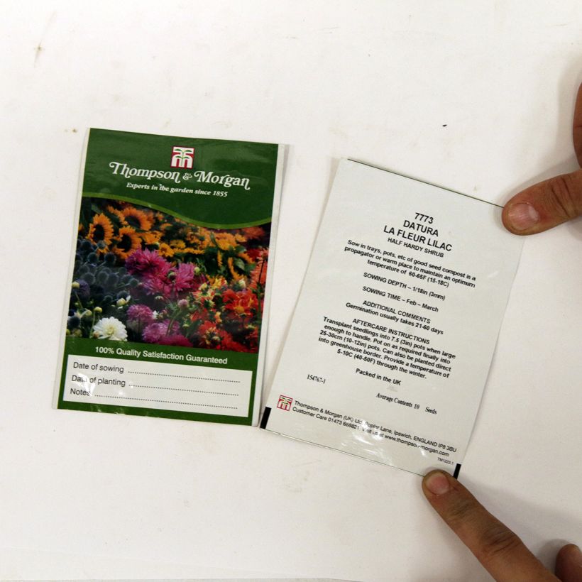 Example of Stechapfel La Fleur Lilac (Samen) - Datura per pack of 8 seeds as you get