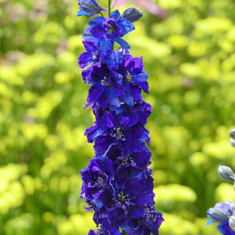 Delphinium Imperial QIS Dark Blue (Samen) - Garten-Rittersporn (Flowering)
