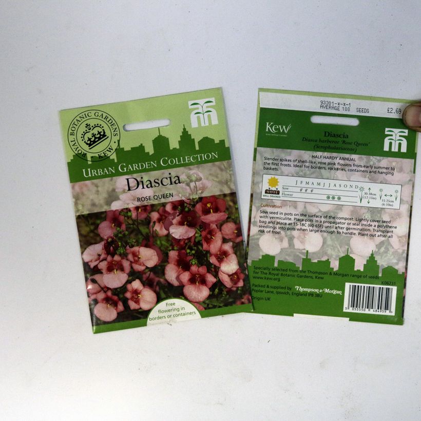 Example of Diascia Rose Queen (Samen) - Lachsblume per pack of 550 seeds (0,15g) as you get
