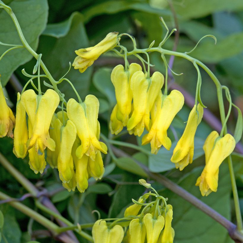 Dactylicapnos scandens Golden Tears (Samen) - Irische Glockenheide (Flowering)