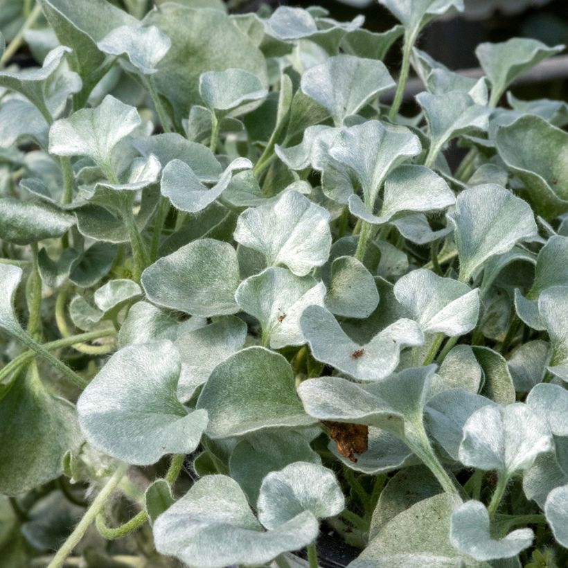 Dichondra argentea Silver Falls (Samen) - Silberregen (Foliage)