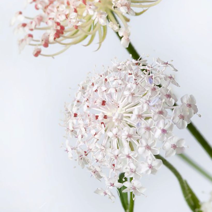 Trachymene coerulea Lace Pink (Samen) - Blaudolde (Flowering)