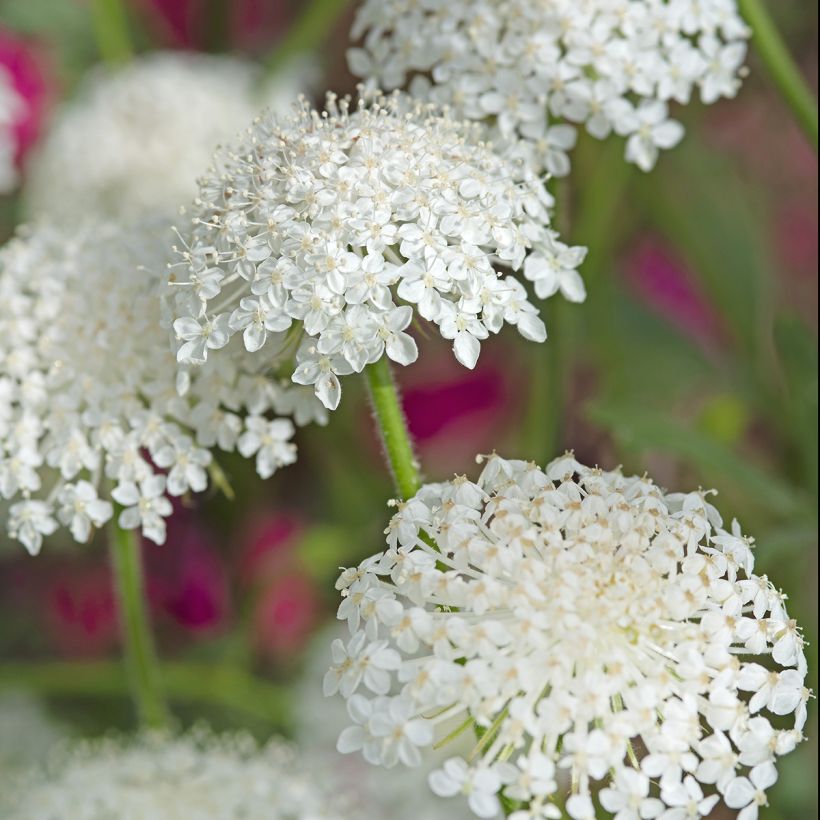 Trachymene coerulea Lace White (Samen) - Blaudolde (Flowering)