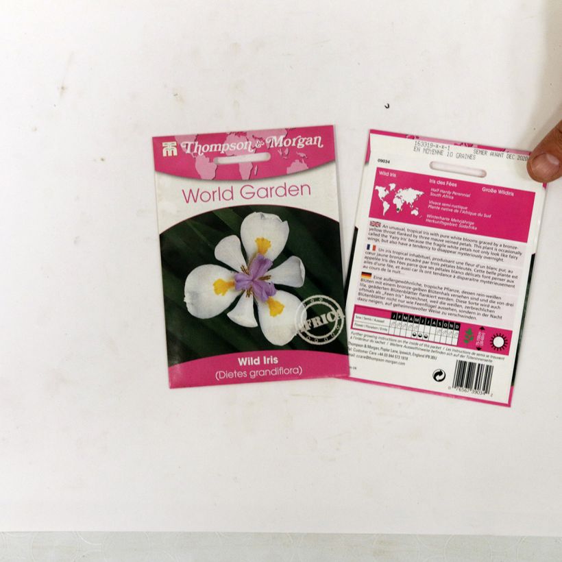 Example of Dietes grandiflora (Samen) - Dietes per pack of 10 seeds as you get