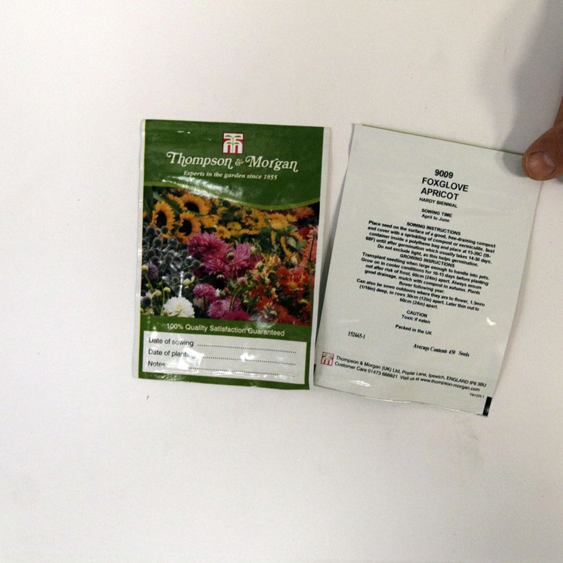 Example of Fingerhut Apricot (Samen) - Digitalis purpurea per pack of 2550 seeds (0,3g) as you get