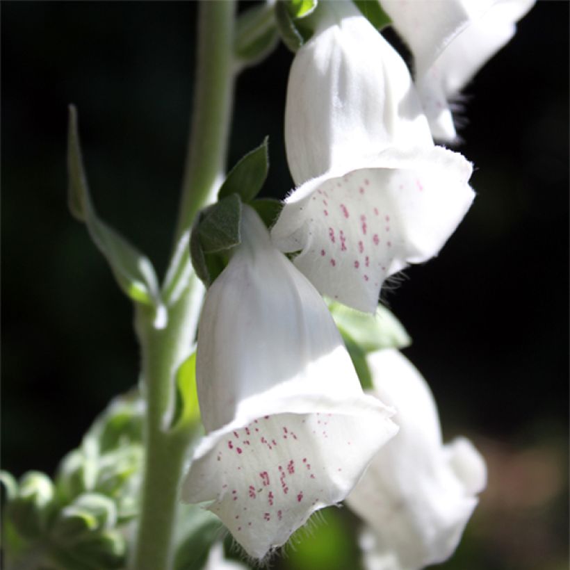Fingerhut Silver Club (Samen) - Digitalis purpurea ssp heywoodii (Flowering)