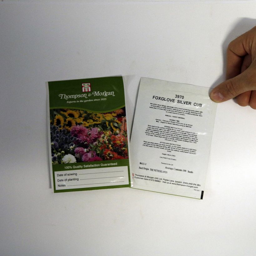 Example of Fingerhut Silver Club (Samen) - Digitalis purpurea ssp heywoodii per pack of 100 seeds as you get
