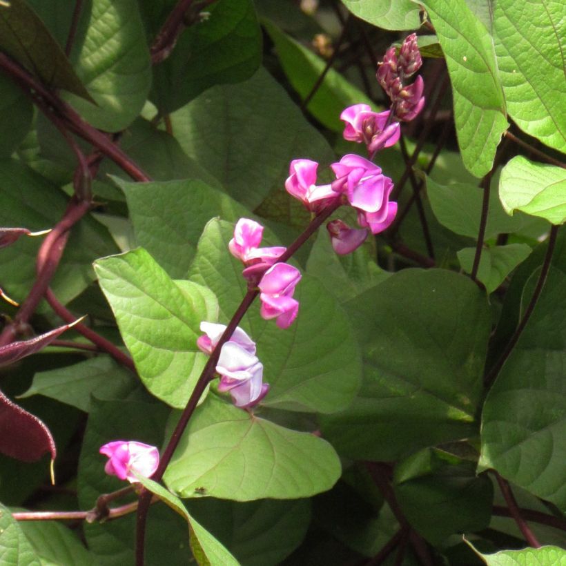 Dolichos lablab Ruby Moon (Samen) - Helmbohne (Flowering)