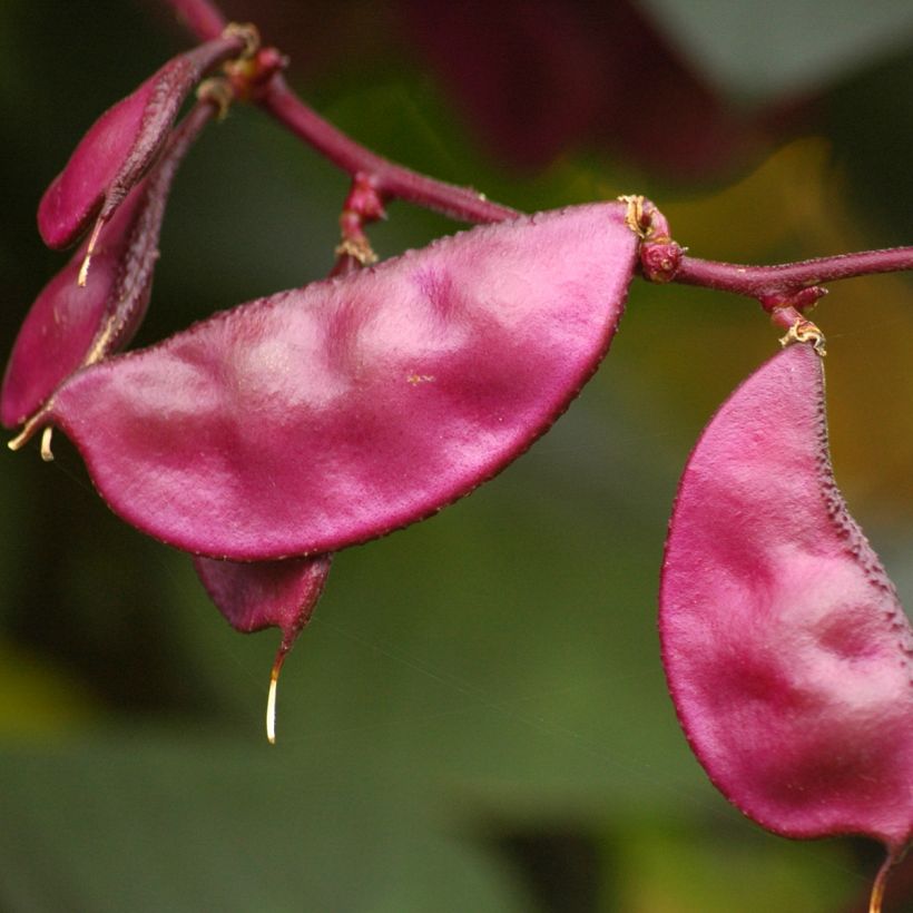 Dolichos lablab Ruby Moon (Samen) - Helmbohne (Harvest)