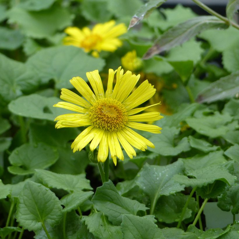 Doronicum caucasicum Little Leo - Kaukasus-Gämswurz (Flowering)