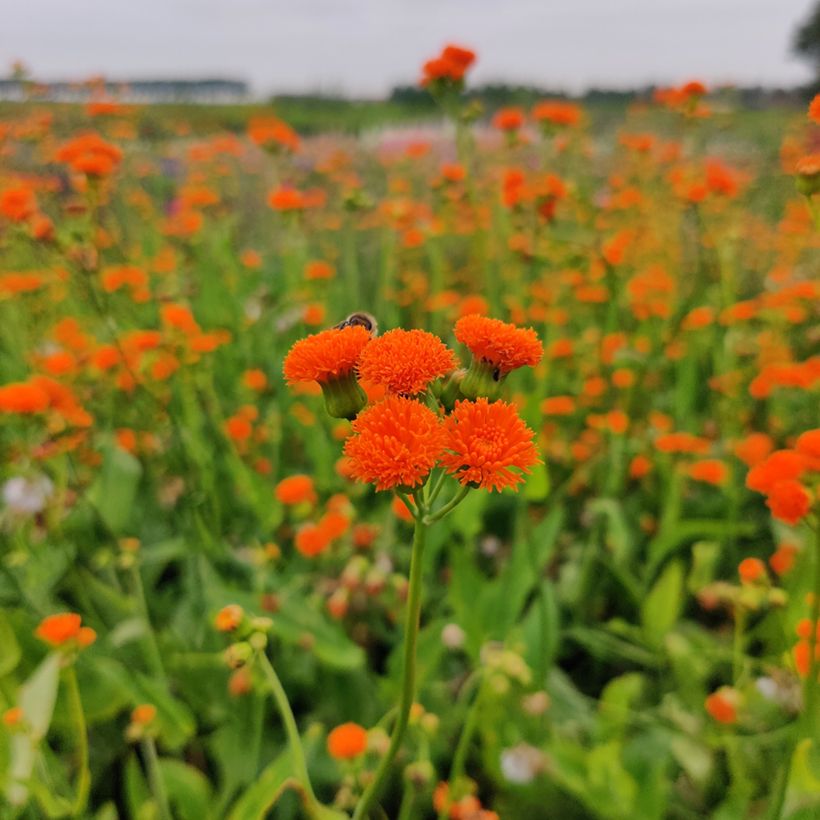 Emilia javanica Irish Poet (Samen) - Quastenblume (Flowering)