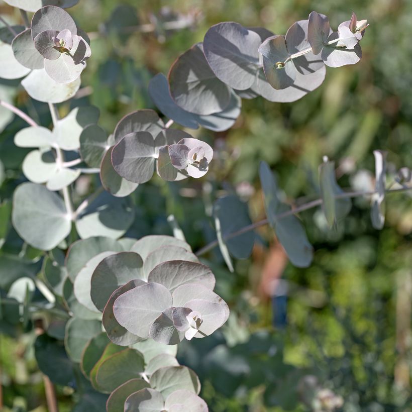 Eucalyptus cinerea Silver Dollar (Samen) (Foliage)