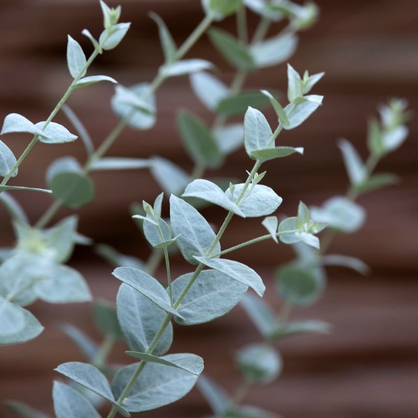 Eucalyptus kruseana latens Moon Lagoon (Samen) (Foliage)
