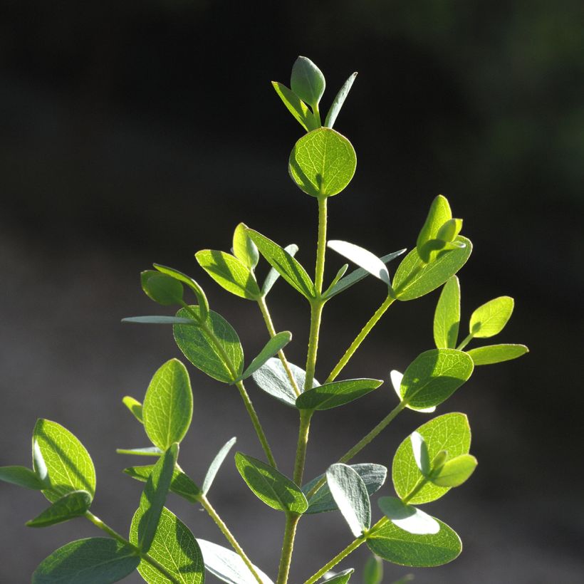 Eucalyptus parvula Boxwood (Samen) (Foliage)