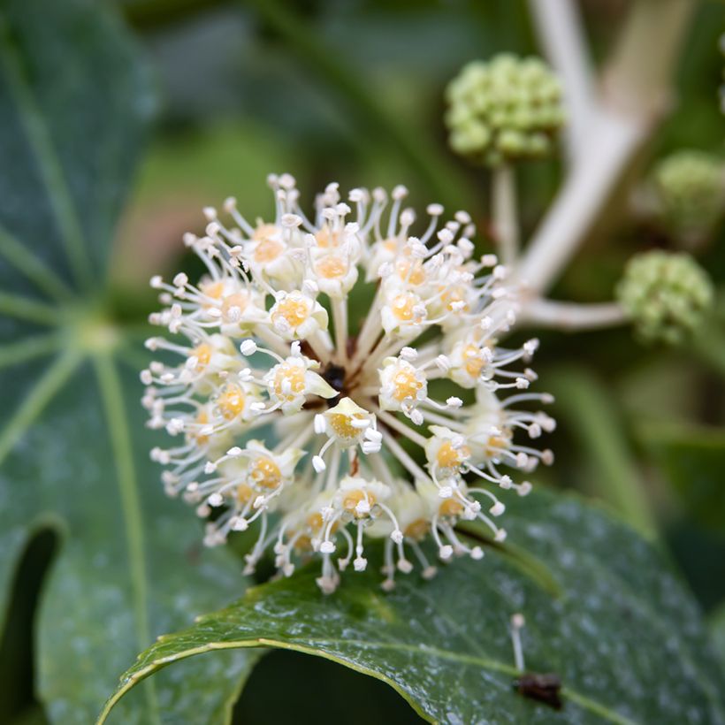 Fatsia japonica (Samen) - Zimmeraralie (Flowering)