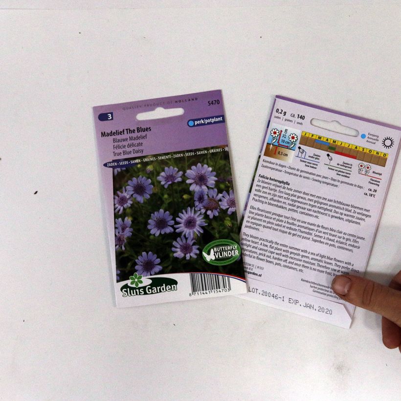 Example of Felicia heterophylla The Blues (Samen) - Kapaster per pack of 140 seeds as you get