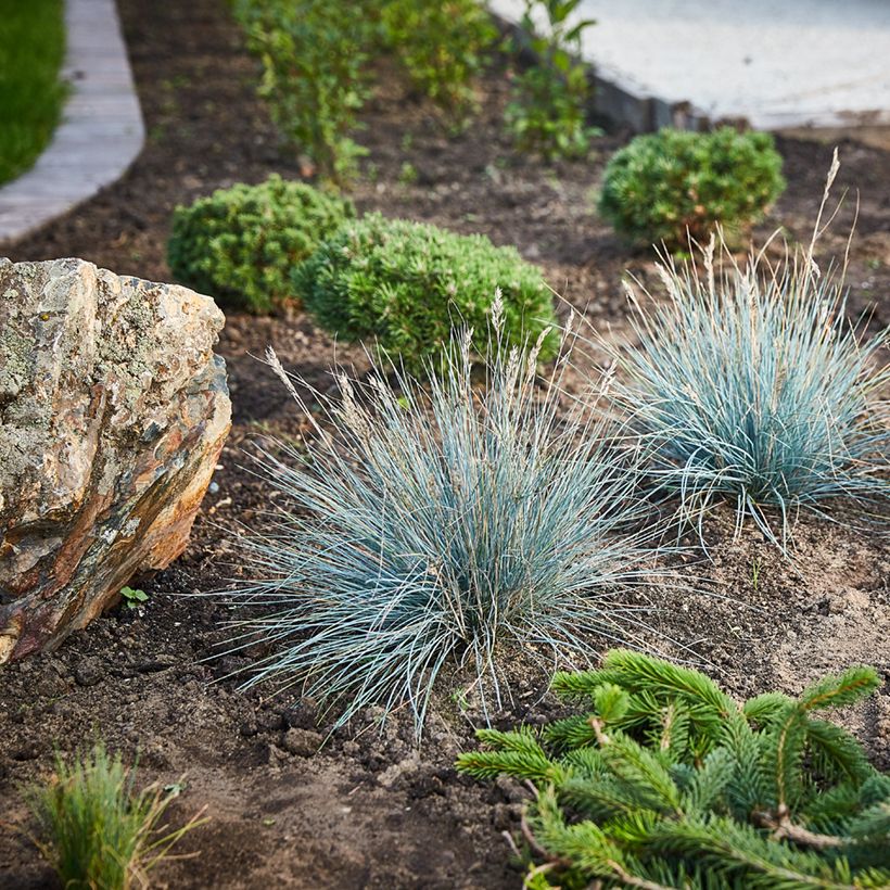 Blau-Schwingel (Samen) - Fetuca glauca (Plant habit)
