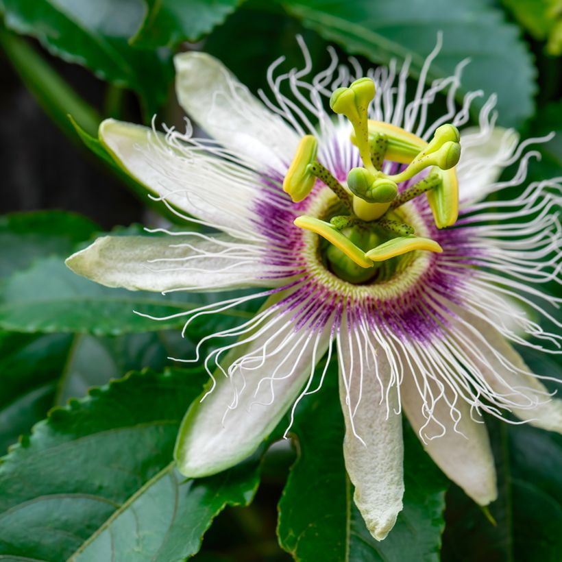 Passionsblume (Samen) - Passiflora edulis (Flowering)