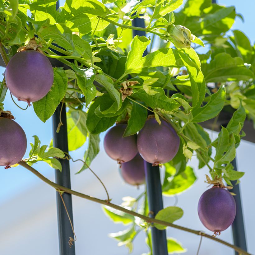 Passionsblume (Samen) - Passiflora edulis (Plant habit)