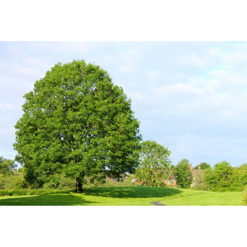 Gemeine Esche (Samen) - Fraxinus excelsior (Plant habit)
