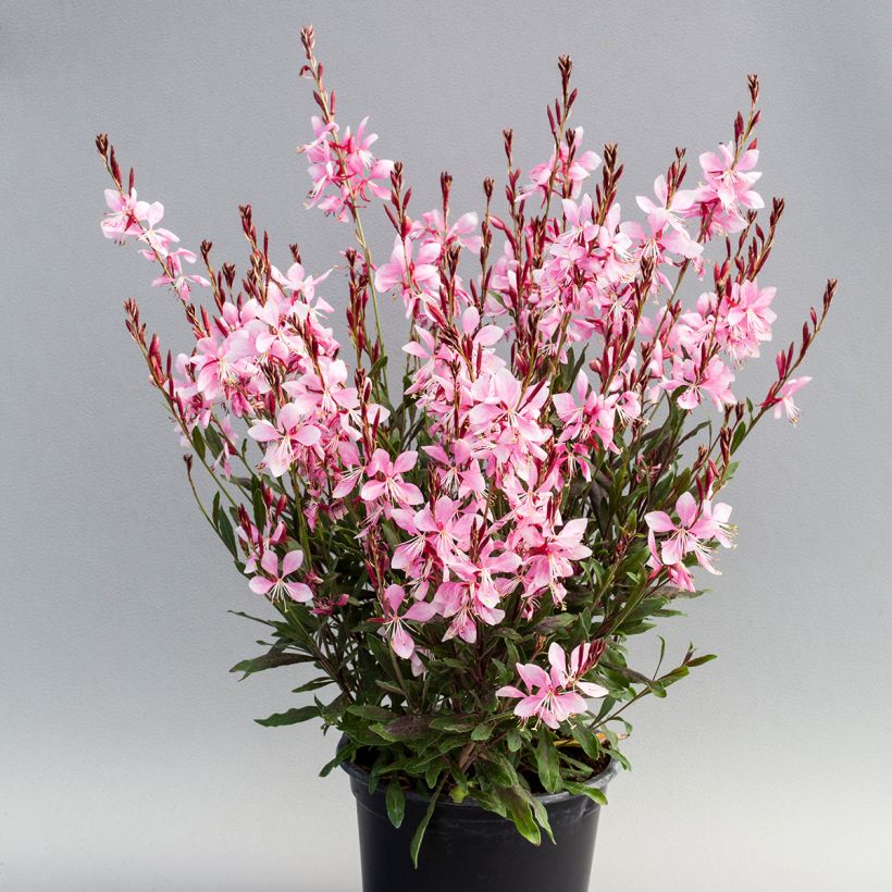 Prachtkerze Emmeline Pink Bouquet (Samen) - Gaura lindheimeri (Plant habit)
