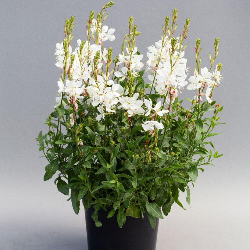 Prachtkerze Emmeline White (Samen) - Gaura lindheimeri (Plant habit)