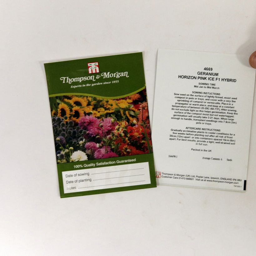 Example of Zonal-Pelargonie Horizon Pink Ice F1 Hybrid (Samen) - Pelargonium per pack of 6 seeds as you get