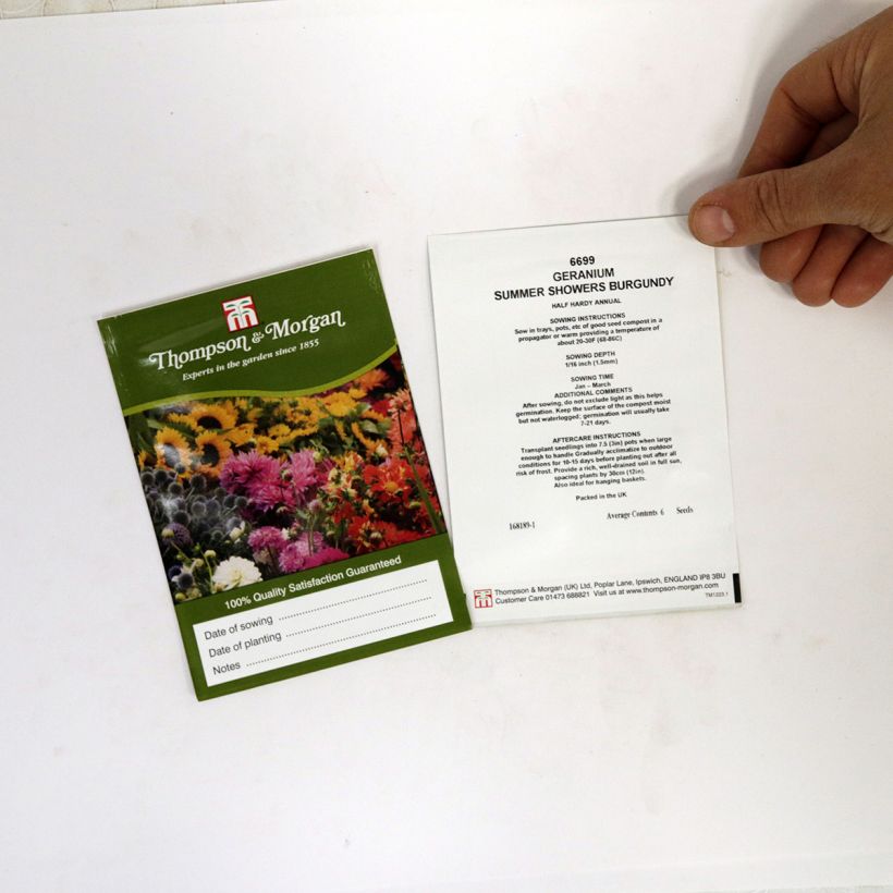 Example of Zonal-Pelargonie Summer Showers Burgundy (Samen) - Pelargonium per pack of 6 seeds as you get