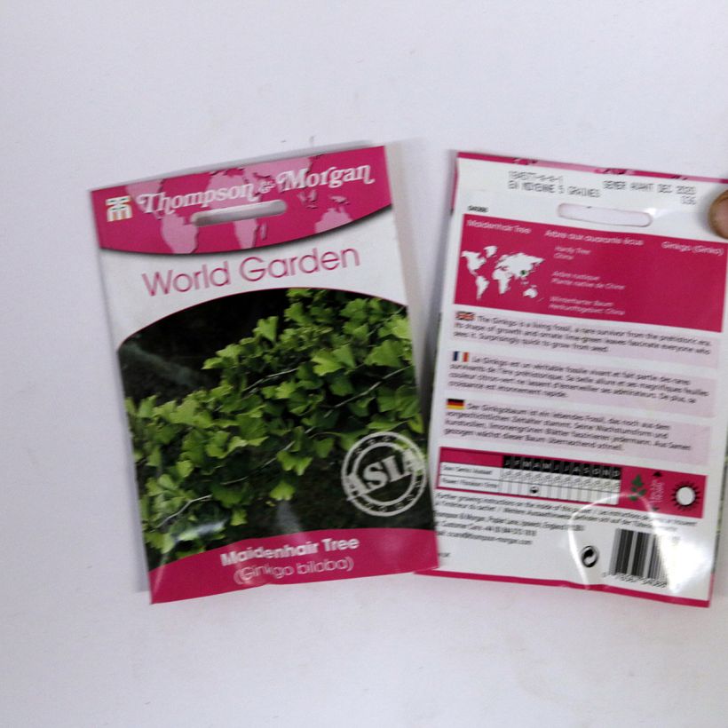 Example of Ginkgo biloba (Samen) - Fächerblattbaum per pack of 5 seeds (6g) as you get