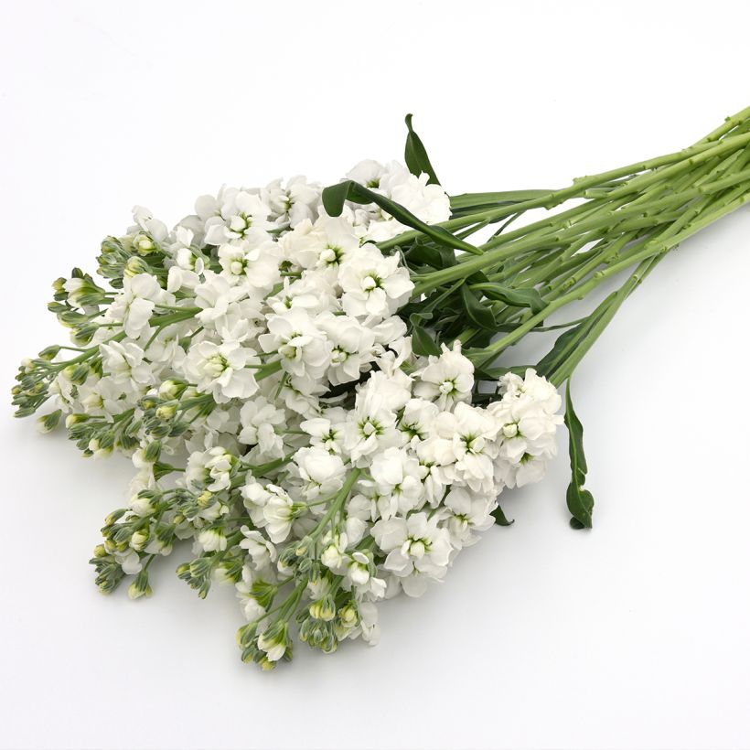 Levkoje quarantaine Katz Hi double White (Samen) - Matthiola incana (Flowering)