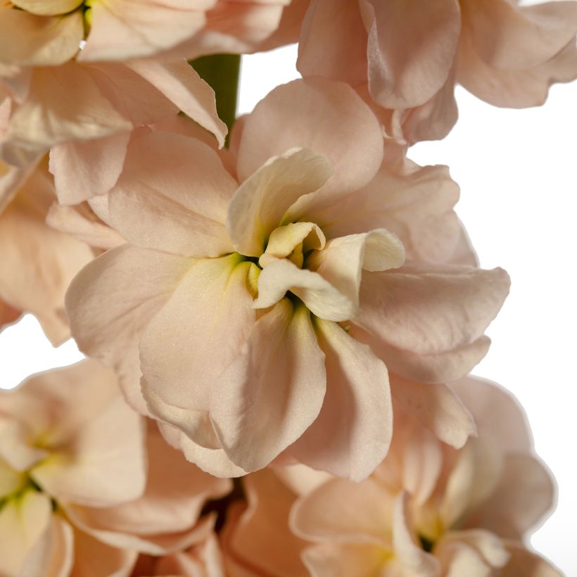 Levkoje Milla Salmon (Samen) - Matthiola incana (Blüte)