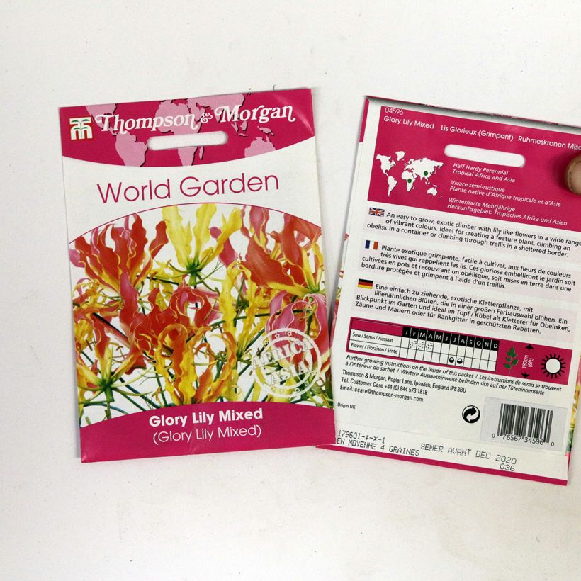 Example of Gloriosa superba (Samen) - Ruhmeskrone per pack of 6 seeds as you get