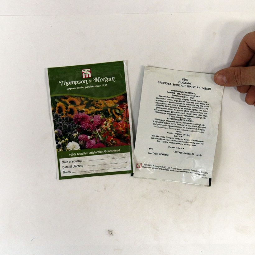 Example of Gloxinia speciosa Brocade Double Mixed F1 Hybrid (Samen) per pack of 30 seeds as you get