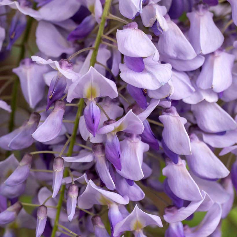 Wisteria sinensis (Samen) - Chinesische Glyzinie (Flowering)