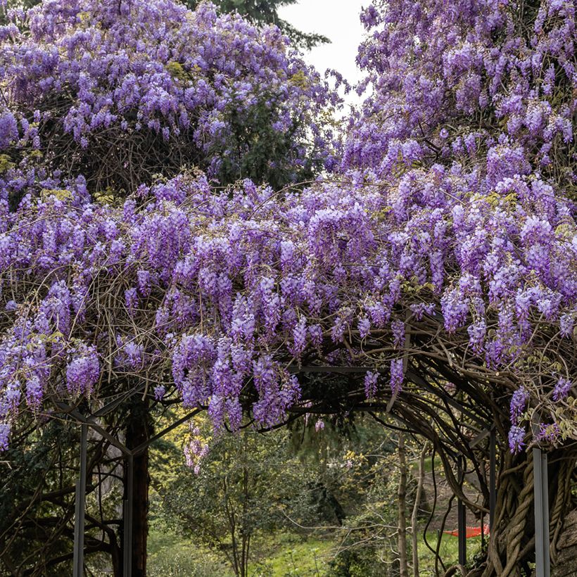 Wisteria sinensis (Samen) - Chinesische Glyzinie (Plant habit)