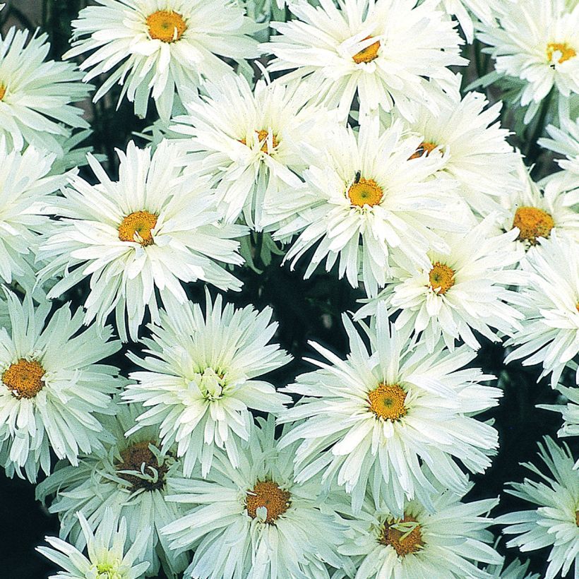 Großblumige Margerite Crazy Daisy - Leucanthemum x superbum (Flowering)