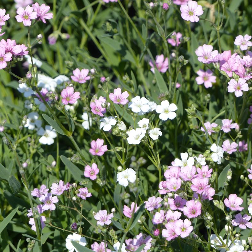 Kriechendes Albarosa Mix (Samen) - Gypsophila repens (Flowering)
