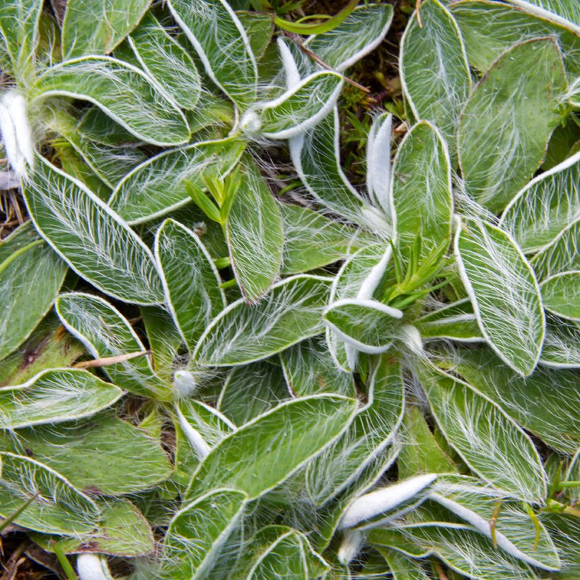 Hieracium pilosella (Samen) - Kleines Habichtskraut (Foliage)