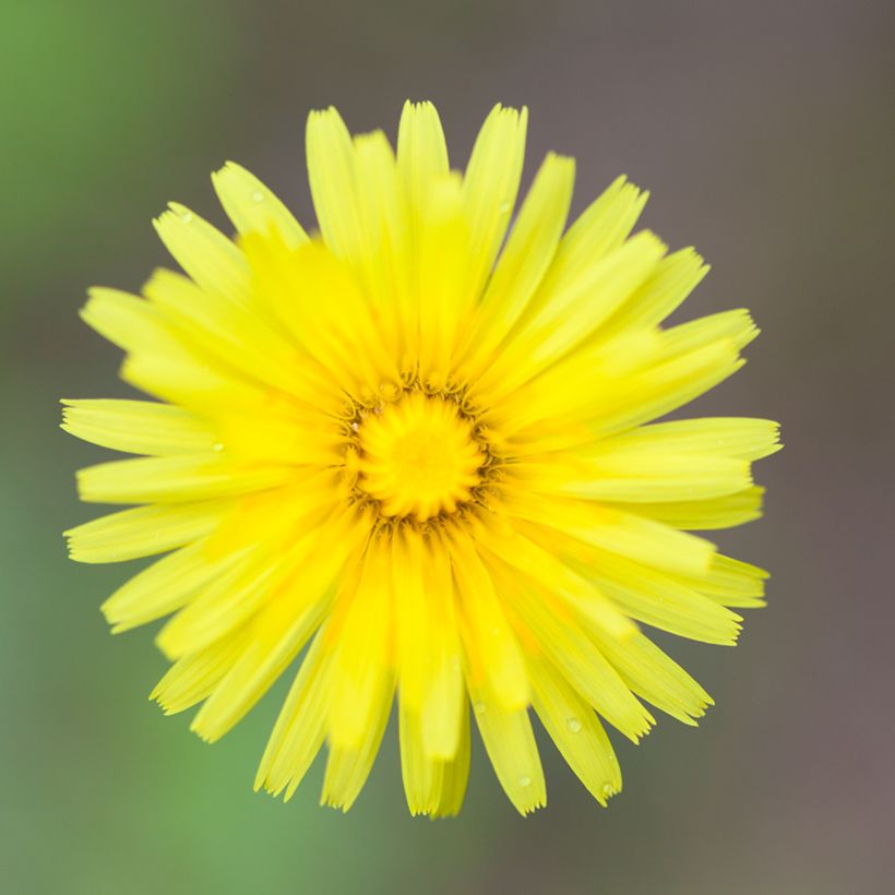 Hieracium pilosella (Samen) - Kleines Habichtskraut (Flowering)