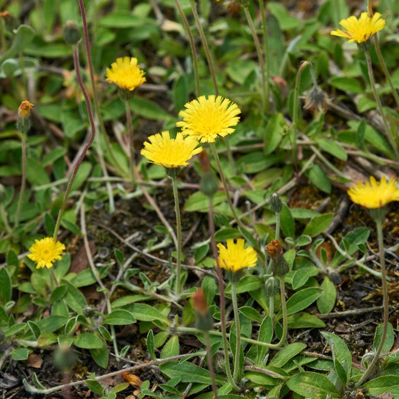 Hieracium pilosella (Samen) - Kleines Habichtskraut (Plant habit)