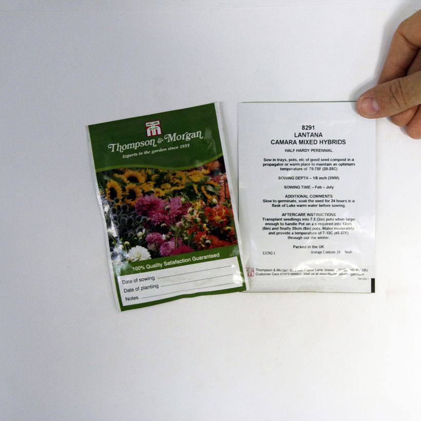 Example of Lantana camara Mixed Hybrids (Samen) - Wandelröschen per pack of 20 seeds as you get