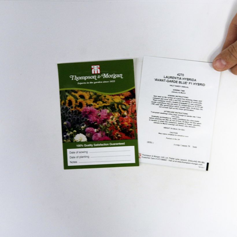 Example of Solenopsis axillaris Avant-Garde Blue F1 Hybrid (Samen) - Sternenblume per pack of 50 seeds as you get